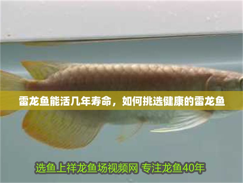 雷龍魚能活幾年壽命，如何挑選健康的雷龍魚