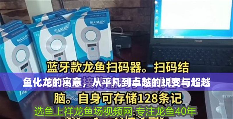 魚化龍的寓意，從平凡到卓越的蛻變與超越