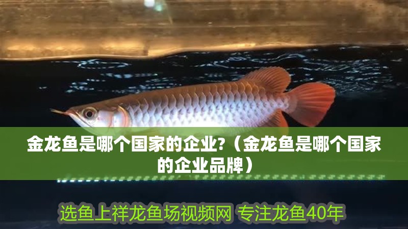 金龍魚是哪個國家的企業?（金龍魚是哪個國家的企業品牌）