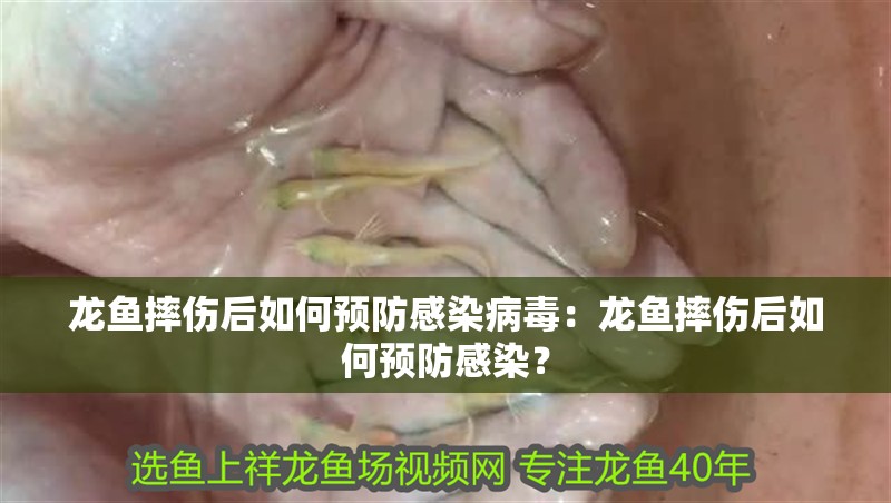 龍魚摔傷后如何預防感染病毒：龍魚摔傷后如何預防感染？