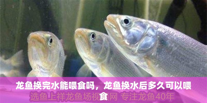 龍魚(yú)換完水能喂食嗎，龍魚(yú)換水后多久可以喂食