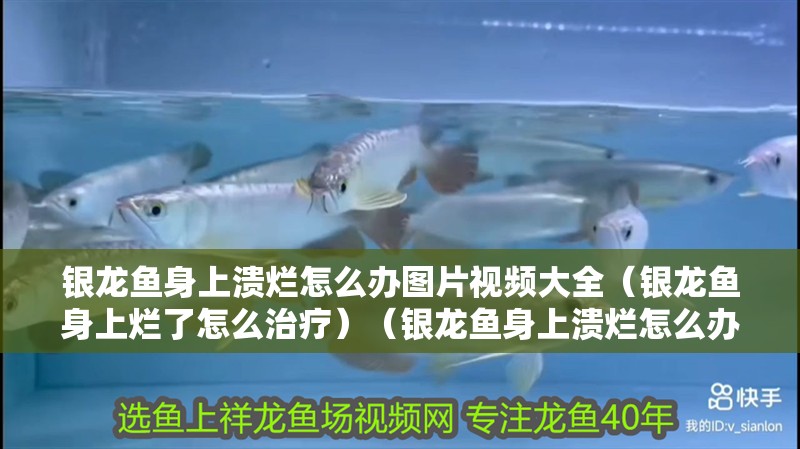 銀龍魚身上潰爛怎么辦圖片視頻大全（銀龍魚身上爛了怎么治療）（銀龍魚身上潰爛怎么辦）
