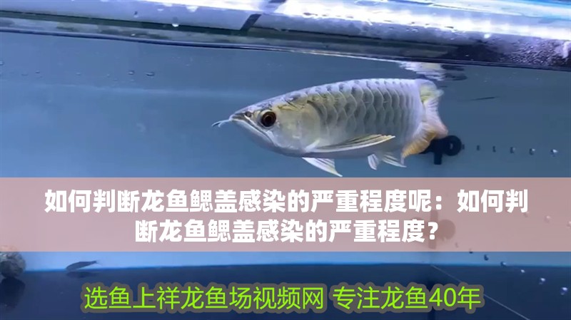 如何判斷龍魚鰓蓋感染的嚴重程度呢：如何判斷龍魚鰓蓋感染的嚴重程度？