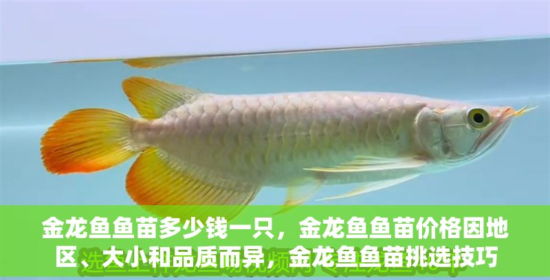 金龍魚魚苗多少錢一只，金龍魚魚苗價格因地區、大小和品質而異，金龍魚魚苗挑選技巧