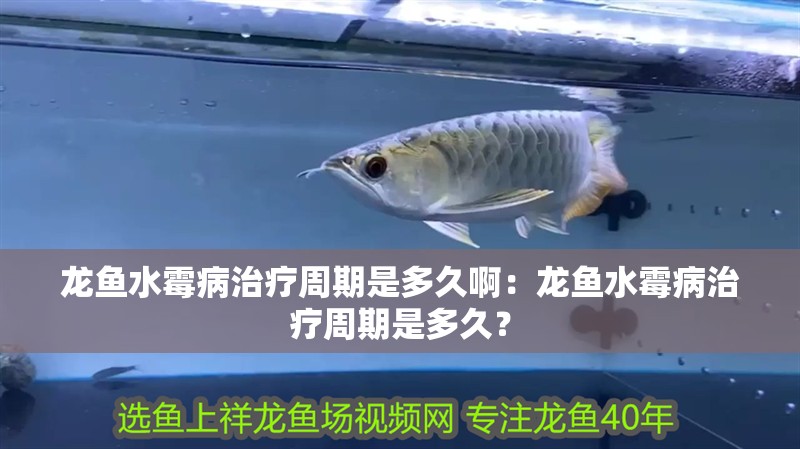 龍魚水霉病治療周期是多久啊：龍魚水霉病治療周期是多久？