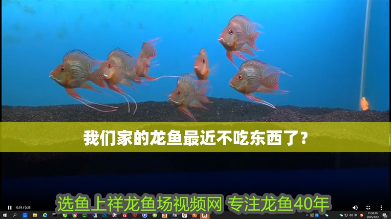 我們家的龍魚最近不吃東西了？