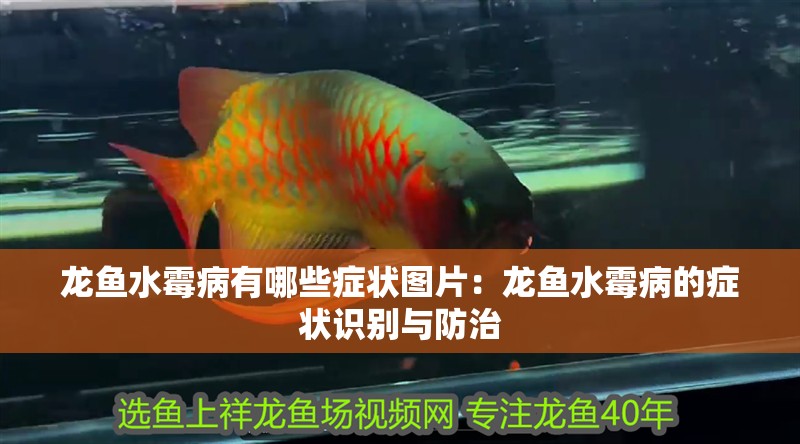 龍魚水霉病有哪些癥狀圖片：龍魚水霉病的癥狀識別與防治