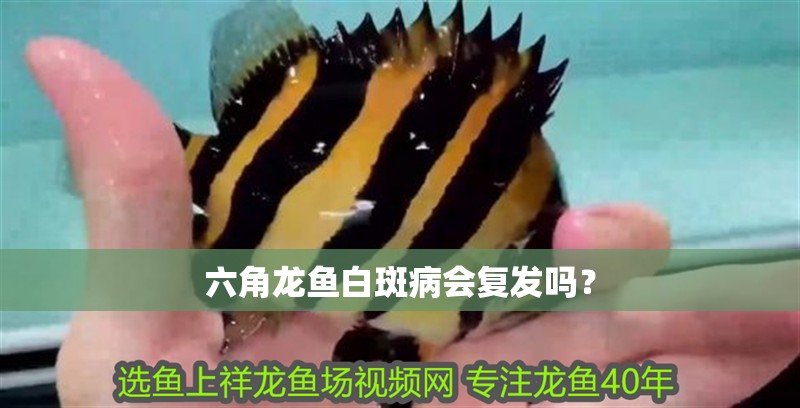 六角龍魚白斑病會復發嗎？