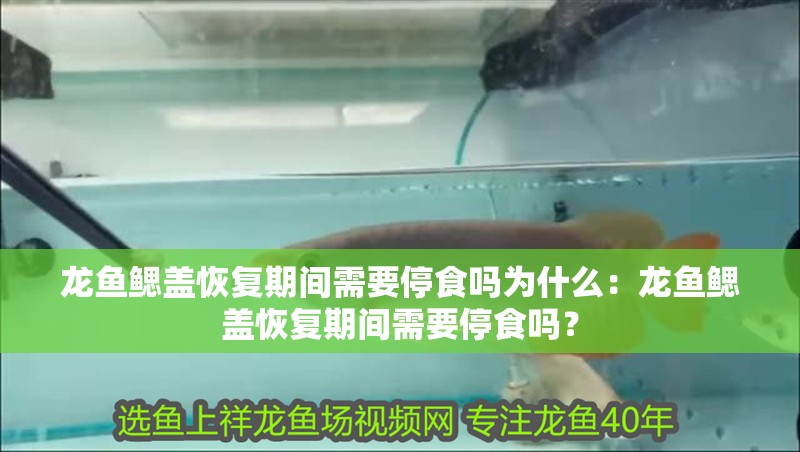 龍魚鰓蓋恢復期間需要停食嗎為什么：龍魚鰓蓋恢復期間需要停食嗎？