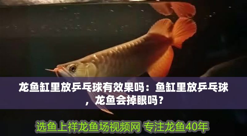 龍魚缸里放乒乓球有效果嗎：魚缸里放乒乓球，龍魚會掉眼嗎？