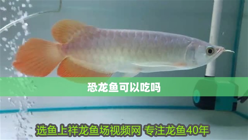 恐龍魚可以吃嗎