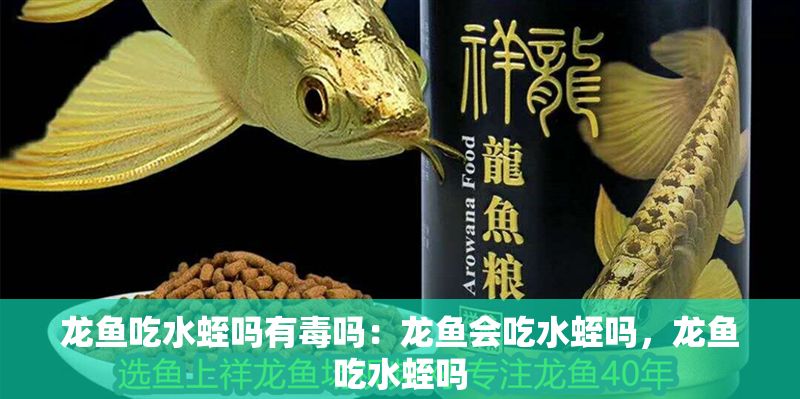 龍魚吃水蛭嗎有毒嗎：龍魚會吃水蛭嗎，龍魚吃水蛭嗎 龍魚吃水蛭嗎有毒嗎：龍魚會吃水蛭嗎，龍魚吃水蛭嗎 龍魚百科 第2張