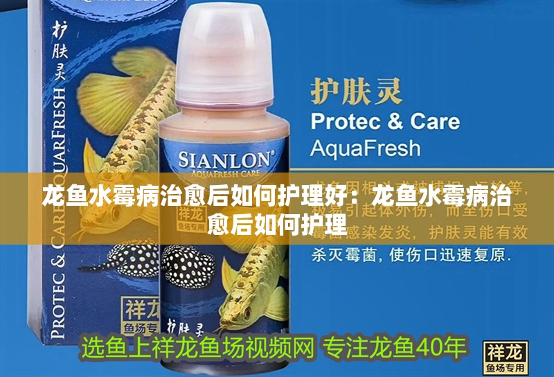 龍魚水霉病治愈后如何護理好：龍魚水霉病治愈后如何護理