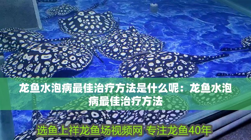 龍魚水泡病最佳治療方法是什么呢：龍魚水泡病最佳治療方法