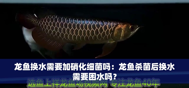 龍魚(yú)換水需要加硝化細(xì)菌嗎：龍魚(yú)殺菌后換水需要困水嗎？