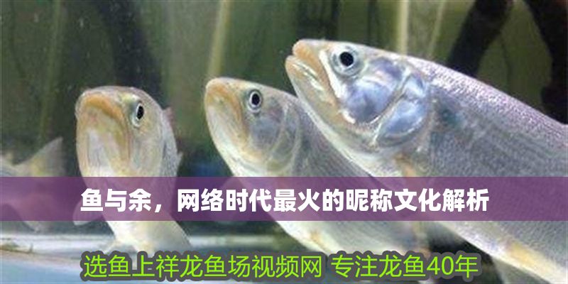魚與余，網(wǎng)絡(luò)時代最火的昵稱文化解析 魚與余，網(wǎng)絡(luò)時代最火的昵稱文化解析 龍魚百科 第1張