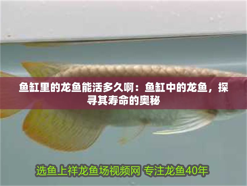 魚缸里的龍魚能活多久啊：魚缸中的龍魚，探尋其壽命的奧秘