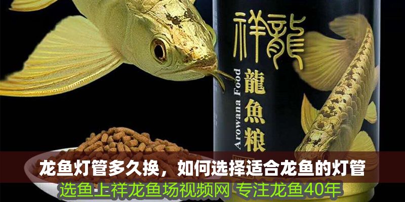 龍魚燈管多久換，如何選擇適合龍魚的燈管