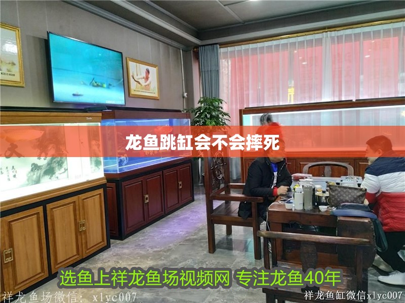 龍魚跳缸會不會摔死