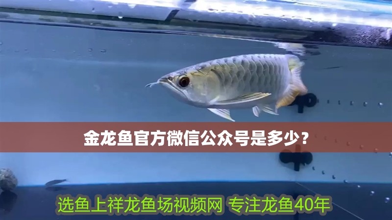 金龍魚官方微信公眾號是多少？