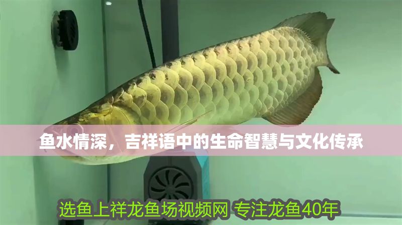魚水情深，吉祥語中的生命智慧與文化傳承