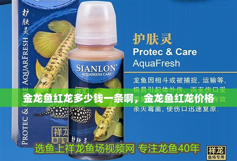 金龍魚紅龍多少錢一條啊，金龍魚紅龍價格