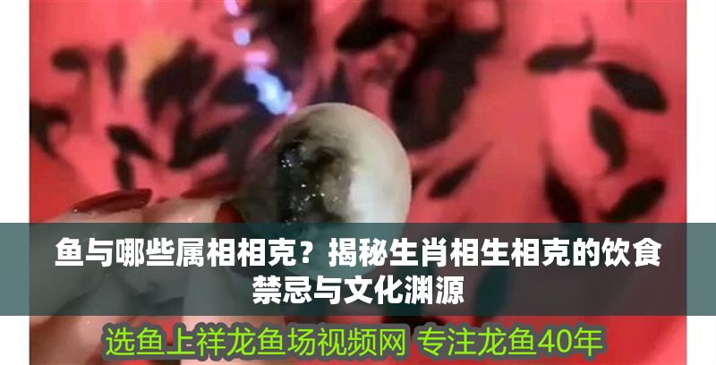 魚與哪些屬相相克？揭秘生肖相生相克的飲食禁忌與文化淵源