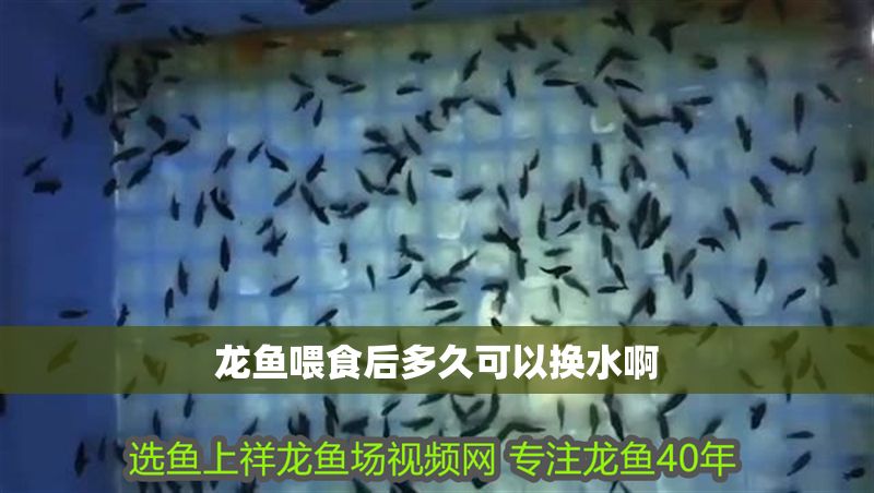 龍魚喂食后多久可以換水啊 龍魚喂食后多久可以換水啊 龍魚百科 第2張