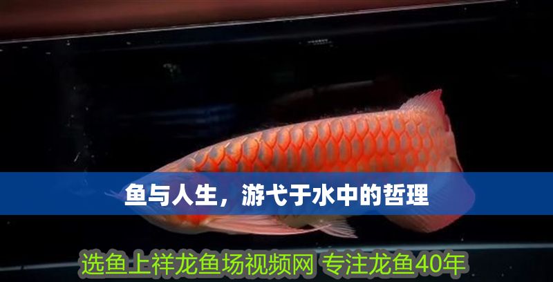 魚與人生，游弋于水中的哲理