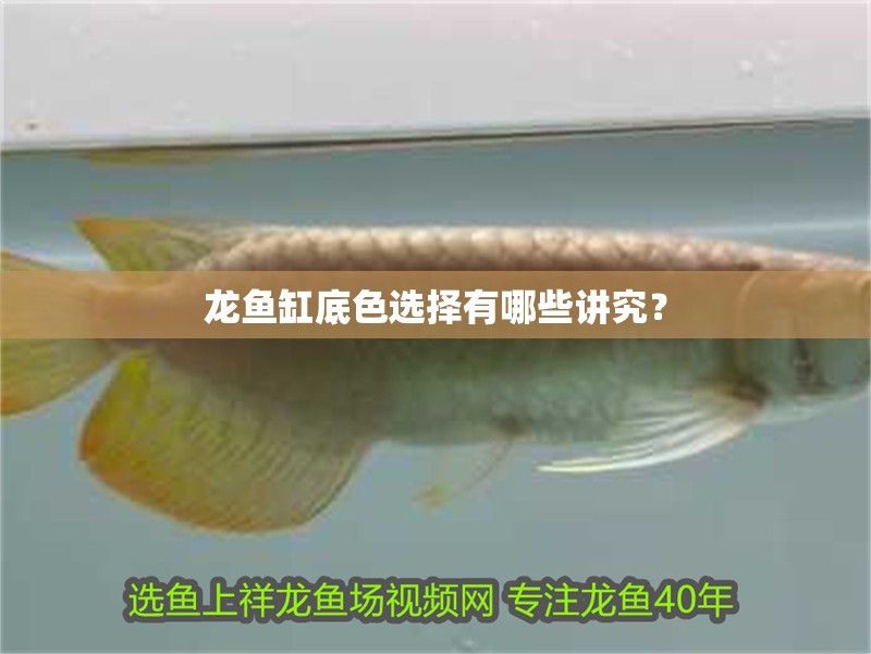 龍魚缸底色選擇有哪些講究？ 龍魚缸底色選擇有哪些講究？ 龍魚百科