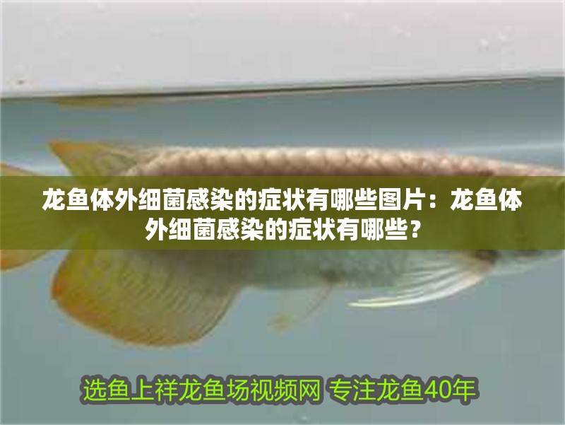 龍魚體外細菌感染的癥狀有哪些圖片：龍魚體外細菌感染的癥狀有哪些？