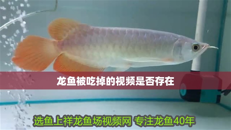 龍魚被吃掉的視頻是否存在