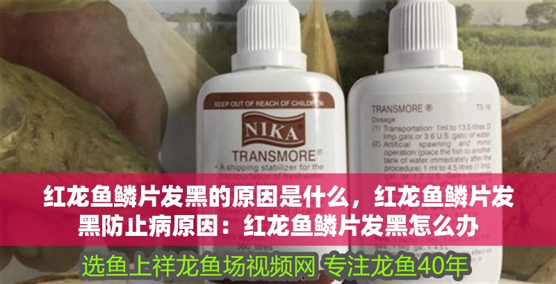 紅龍魚鱗片發黑的原因是什么，紅龍魚鱗片發黑防止病原因：紅龍魚鱗片發黑怎么辦