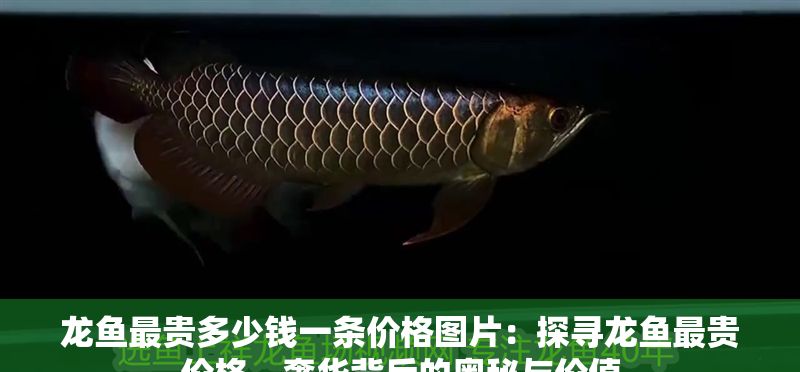龍魚最貴多少錢一條價(jià)格圖片：探尋龍魚最貴價(jià)格，奢華背后的奧秘與價(jià)值