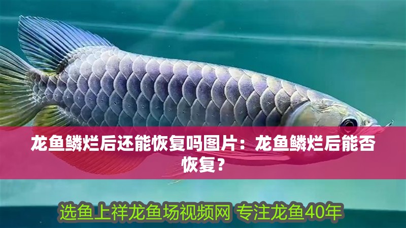 龍魚鱗爛后還能恢復嗎圖片：龍魚鱗爛后能否恢復？