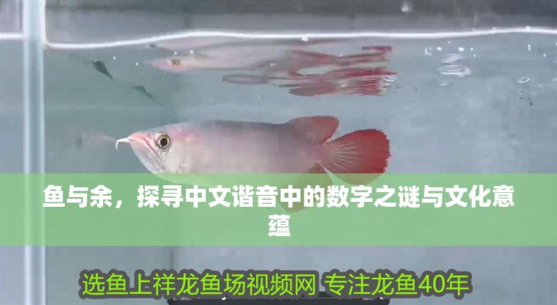 魚與余，探尋中文諧音中的數字之謎與文化意蘊