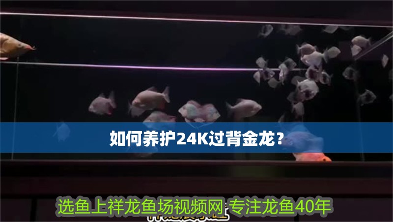 如何養護24K過背金龍？