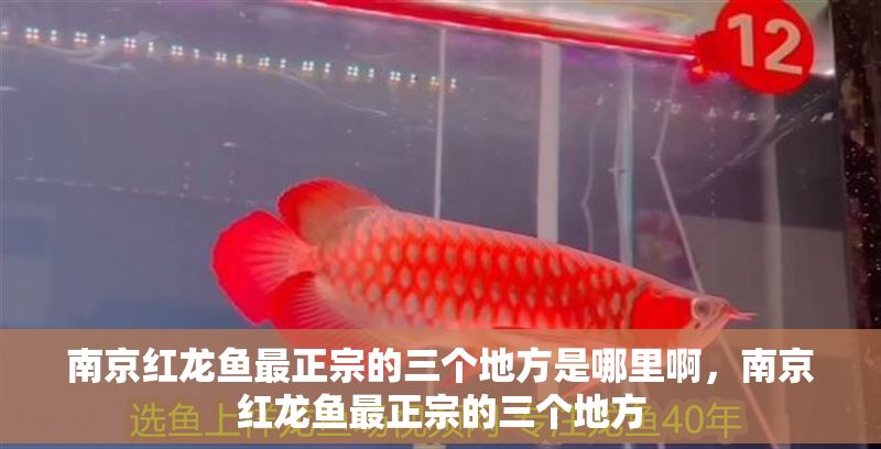 南京紅龍魚最正宗的三個地方是哪里啊，南京紅龍魚最正宗的三個地方