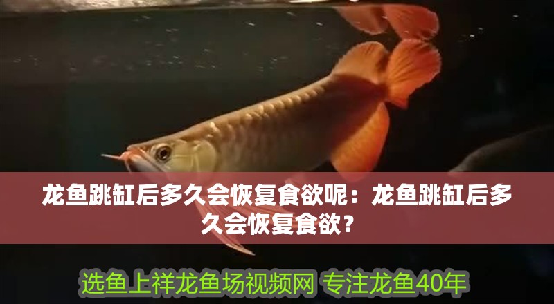 龍魚跳缸后多久會恢復食欲呢：龍魚跳缸后多久會恢復食欲？