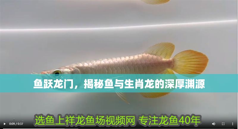 魚躍龍門，揭秘魚與生肖龍的深厚淵源