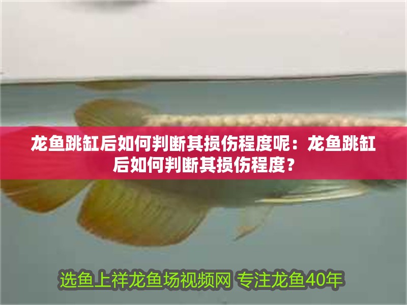 龍魚跳缸后如何判斷其損傷程度呢：龍魚跳缸后如何判斷其損傷程度？