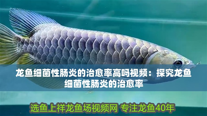 龍魚細菌性腸炎的治愈率高嗎視頻：探究龍魚細菌性腸炎的治愈率