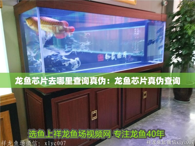 龍魚芯片去哪里查詢真偽：龍魚芯片真偽查詢
