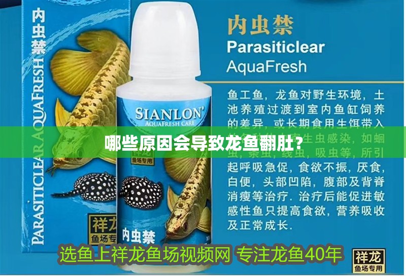 哪些原因會(huì)導(dǎo)致龍魚翻肚？