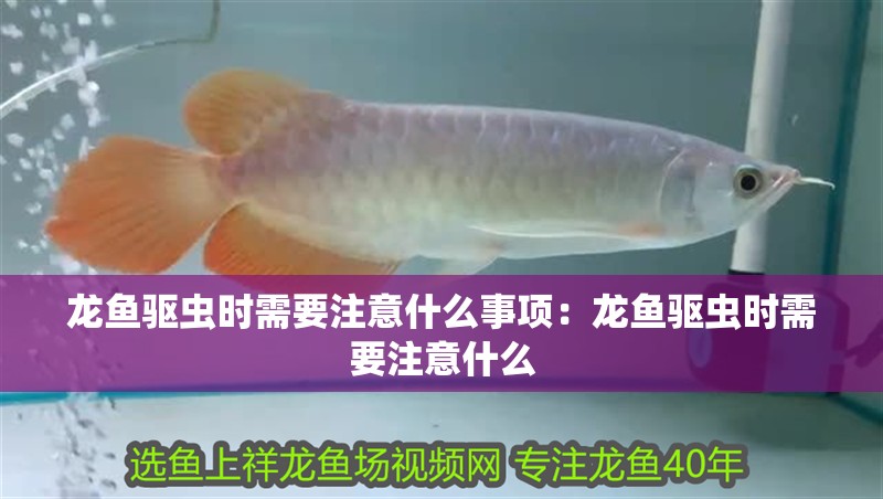 龍魚(yú)驅(qū)蟲(chóng)時(shí)需要注意什么事項(xiàng)：龍魚(yú)驅(qū)蟲(chóng)時(shí)需要注意什么