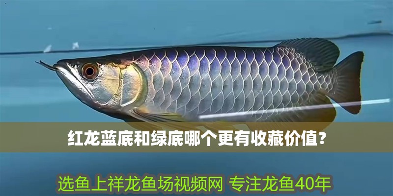 紅龍藍底和綠底哪個更有收藏價值？