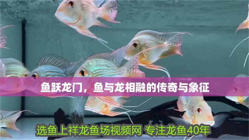 魚躍龍門，魚與龍相融的傳奇與象征