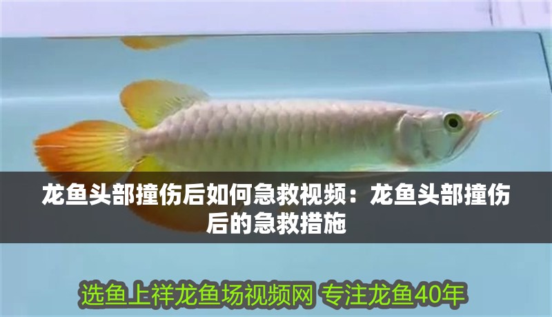 龍魚頭部撞傷后如何急救視頻：龍魚頭部撞傷后的急救措施
