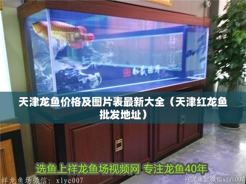 天津龍魚價格及圖片表最新大全（天津紅龍魚批發地址）
