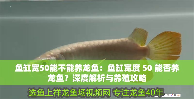 魚缸寬50能不能養龍魚：魚缸寬度 50 能否養龍魚？深度解析與養殖攻略
